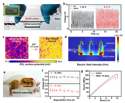 手术缝合线是什么材料东华大学与上海市第六人民医院等单位合作在智能纤维用于可吸收自放电手术缝合线方面取得新进展_https://www.jmylbn.com_新闻资讯_第3张